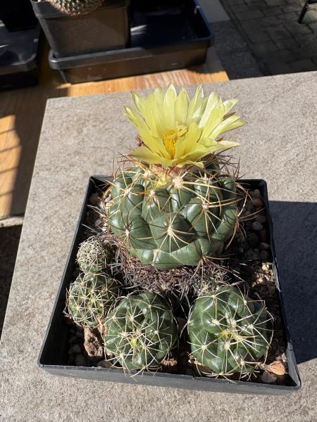 Coryphantha elephantidens
